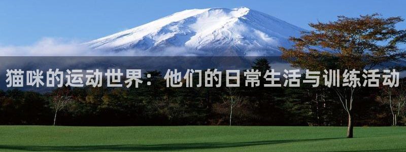杏鑫凯捷注册：猫咪的运动世界：他们的日常生活与训练活动
