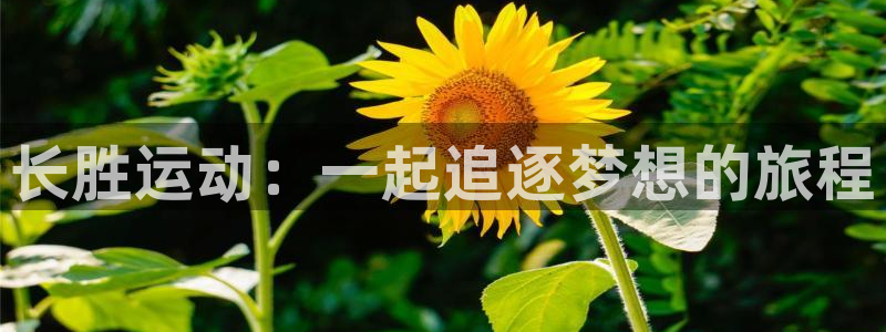 杏鑫4代理：长胜运动：一起追逐梦想的旅程